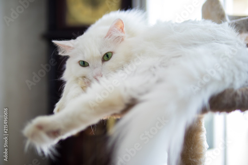 Canvastavla Close-up portrait of a beautiful white Turkish Angora cat with green eyes resting comfortably at home