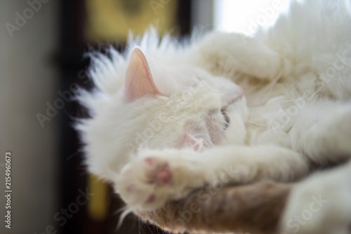 Bild auf Leinwand White Turkish Angora cat with green eyes relaxing on cat tree