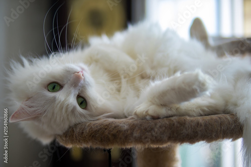 Konstfotografi Close-up portrait of a beautiful white Turkish Angora cat with green eyes resting comfortably at home