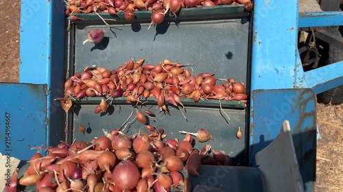 Fresh Shallots Moving Through Agricultural Machinery for Sorting and Grading, Onion Sets Crop Harvest, Farm Production, Vegetable Processing, Agriculture Industry