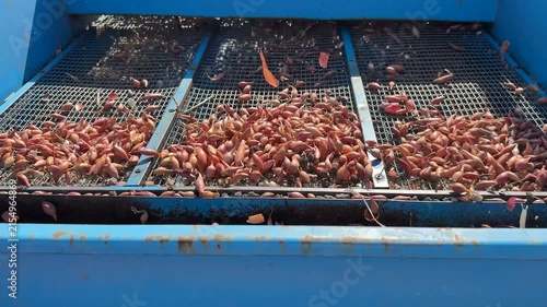 Fresh Shallots Being Sorted by Size on Agricultural Machinery, Automated Crop Processing, Onion Sets Farm Harvesting, Vegetable Production, Agriculture Industry