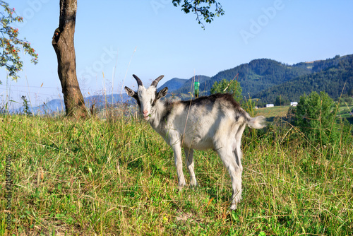 Little white goat with black stripe grazing on mountain pasture behind electric fence