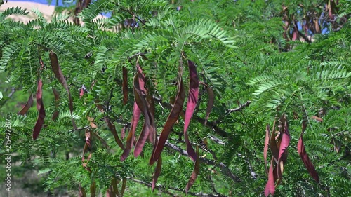 seeds of leguminous plants sway in the wind - this is a drought-resistant arboreal species of gladychia