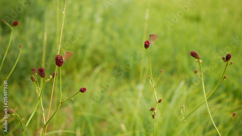 Fotografía Sanguisorba officinalis great burnet Phengaris nausithous dusky large blue macul