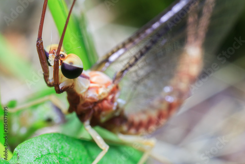 Canvastavla Mayfly with Arms Raised Resting on Green Leaf Macro Nature
