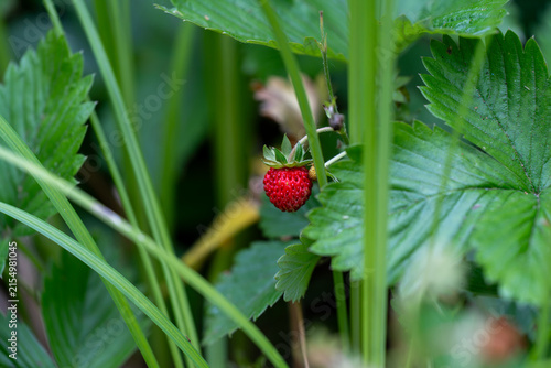 Detailed close-up view of a vibrant red wild strawberry hidden among green garden leaves and grass stems.