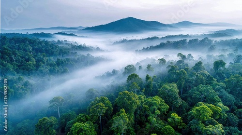 Mystical forest valley bathed in morning fog