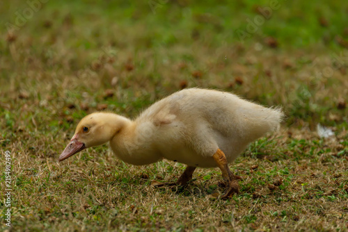 Картината върху платно Young gosling on green grass in summer hot day in south Bohemia