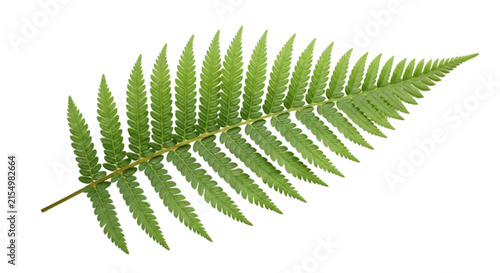 Vector illustration of single green fern leaf on a transparent background