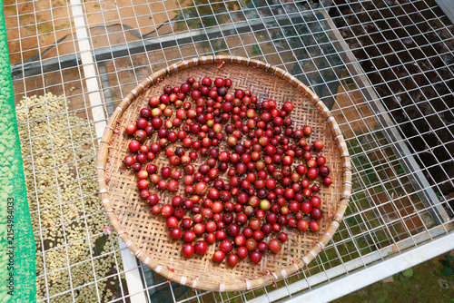 A close-up view of fresh coffee berries.