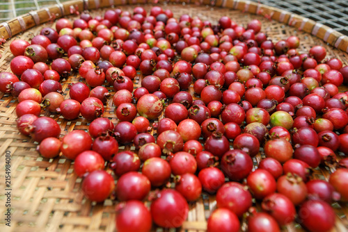 Ripe coffee berries just picked from the tree.
