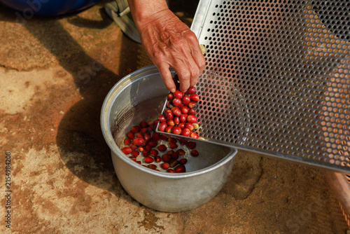 Ripe coffee berries just picked from the tree.