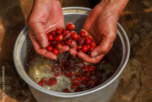 Ripe coffee berries just picked from the tree.