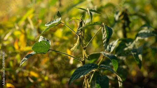 Fotografía Plants grow in a field during late afternoon light in a rural area, showing leav
