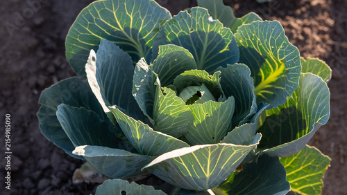 Fotografie Fresh cabbage grows in a garden during daylight in a rural area close to a farm