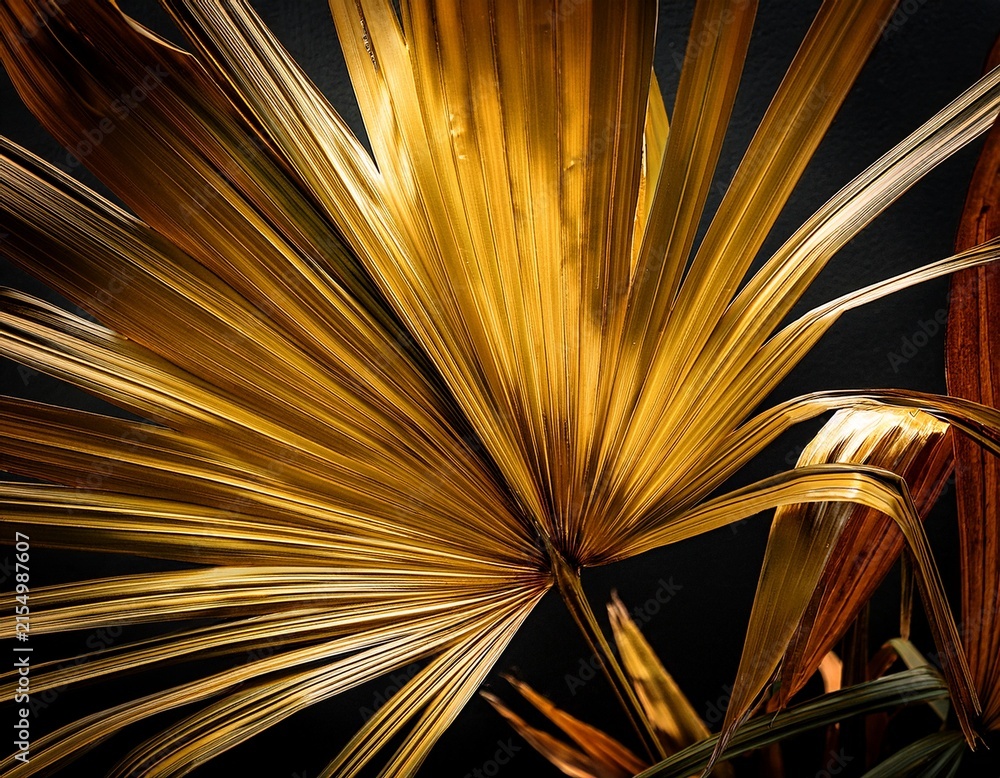 Obraz premium vibrant golden leaves of new zealand flax phormium agavaceae tanax dark ddelight