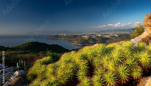 fragile plant euphorbia amygdaloides from turkey