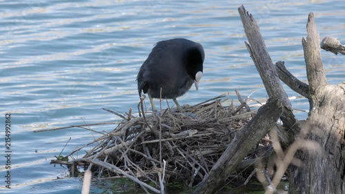 A coot sits on a nest made of twigs in the water, surrounded by shimmering water and a peaceful natural setting.