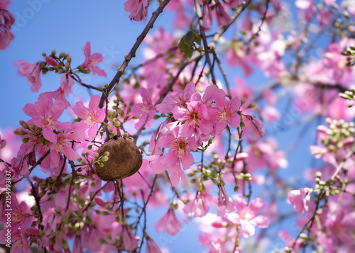 Wasp Nest Hanging Among Vibrant Pink Blossoms of a Silk Floss Tree