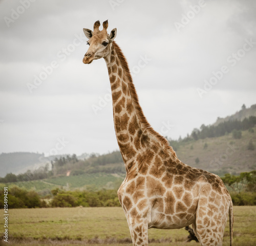 Cute giraffe in Plettenberg Bay in South Africa