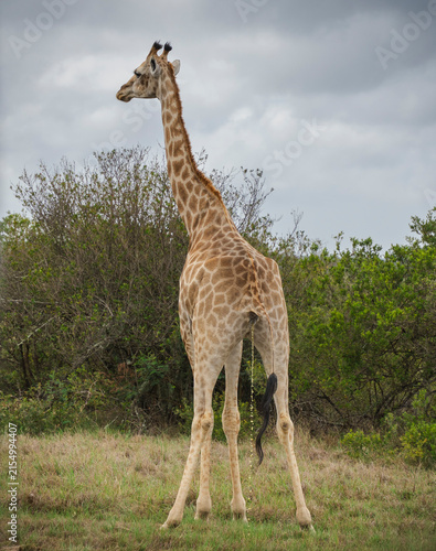 Giraffe urinating 