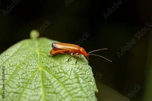 Photography Close-up of a Common red soldier beetle sitting on a green leaf