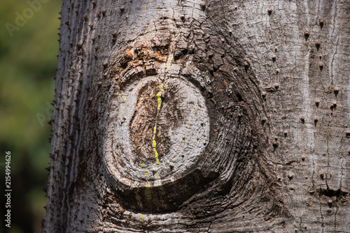Close-up of a Pink Silk Floss Tree Trunk with a Large Knot and Spiky Bark
