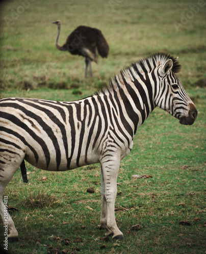 Horny zebra and an ostrich in Plettenberg Bay, South Africa