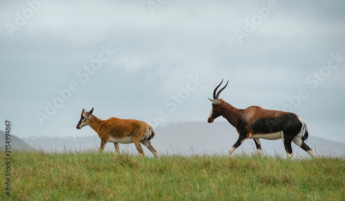 Waterbuck antelope and kalf/baby walking freely in the grass in South Africa