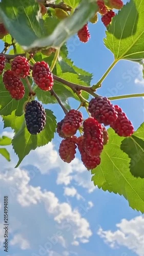 Fresh mulberries hanging from lush green tree branches under a bright blue sky