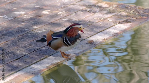 A mandarin duck stands on a wooden boardwalk by the water, drinking and looking around in the shade no people are present.
