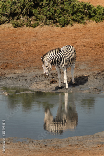 Zebra close to the water, spotted in Addo Elephant National Park in South Africa. 