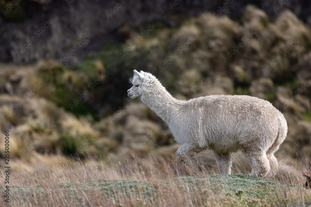 Naklejka premium White Alpaca Walking Through High-Altitude Páramo Near Chimborazo Volcano in Ecuador
