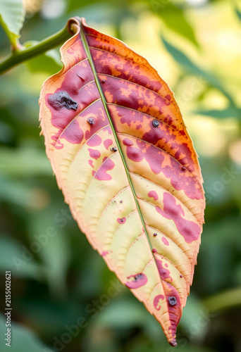Close up of a diseased leaf...