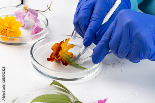 A scientist studies a plant and natural flower and plant specimens in a biology lab, demonstrating innovations in flora science.