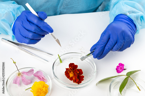 A scientist studies a plant and natural flower and plant specimens in a biology lab, demonstrating innovations in flora science.