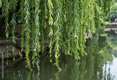 Weeping willow tree branches with green leaves hanging over calm water, nature and tranquility concept, the lush foliage creates a serene and peaceful natural scene