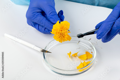 A scientist studies a plant and natural flower and plant specimens in a biology lab, demonstrating innovations in flora science.