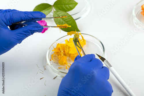 A scientist studies a plant and natural flower and plant specimens in a biology lab, demonstrating innovations in flora science.