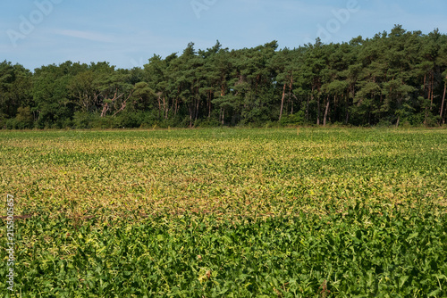 Drought damage in arable farming: a field of drying-out sugar beets