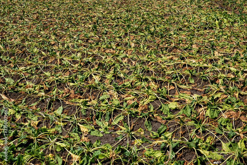 Drought damage in arable farming: a field of drying-out sugar beets
