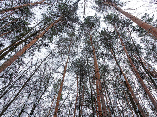 Winter pine forest view from below looking up at sky through snow-covered branches. Low angle perspective of evergreen trees and blue sky. Nature winter wonderland