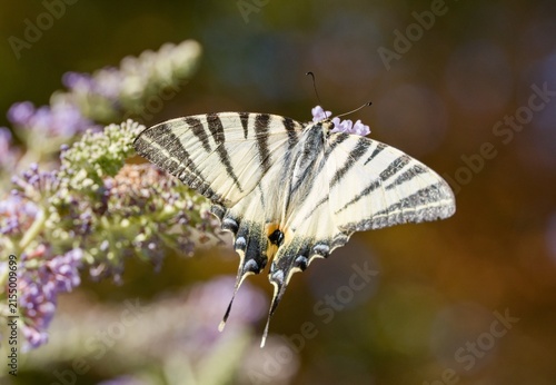 Fotografía Scarce swallowtail (Iphiclides podalirius)