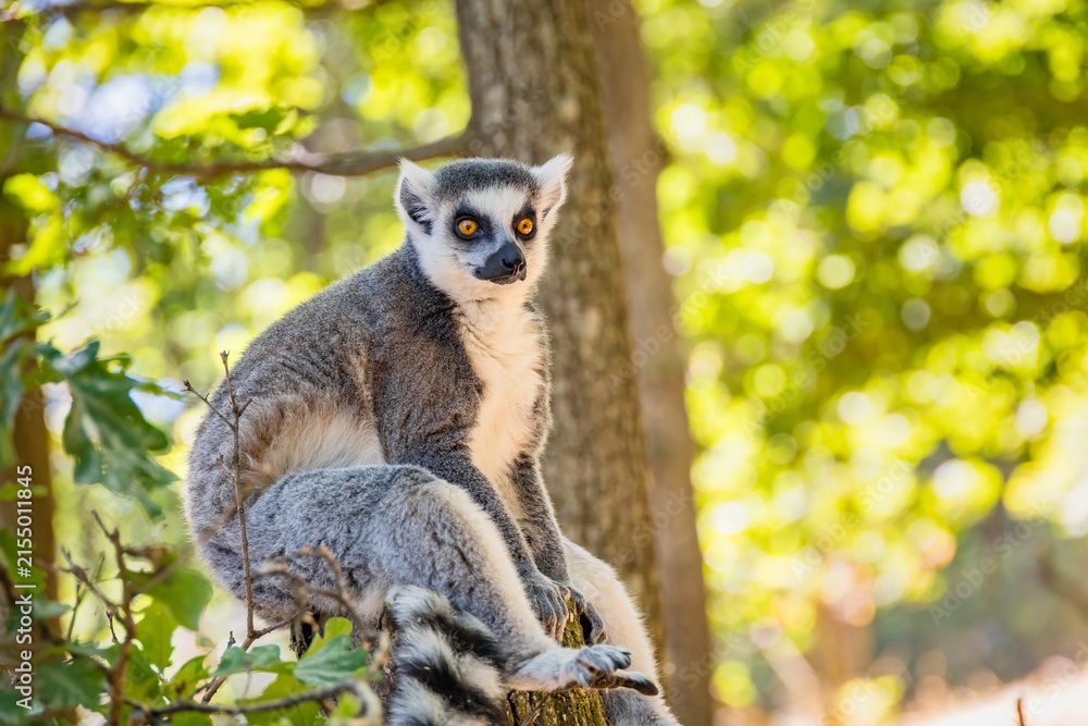 Fototapeta premium Endangered ring-tailed lemur, Lemur catta, in a leafy natural setting, representing Madagascar wildlife, biodiversity, conservation and environmental education.