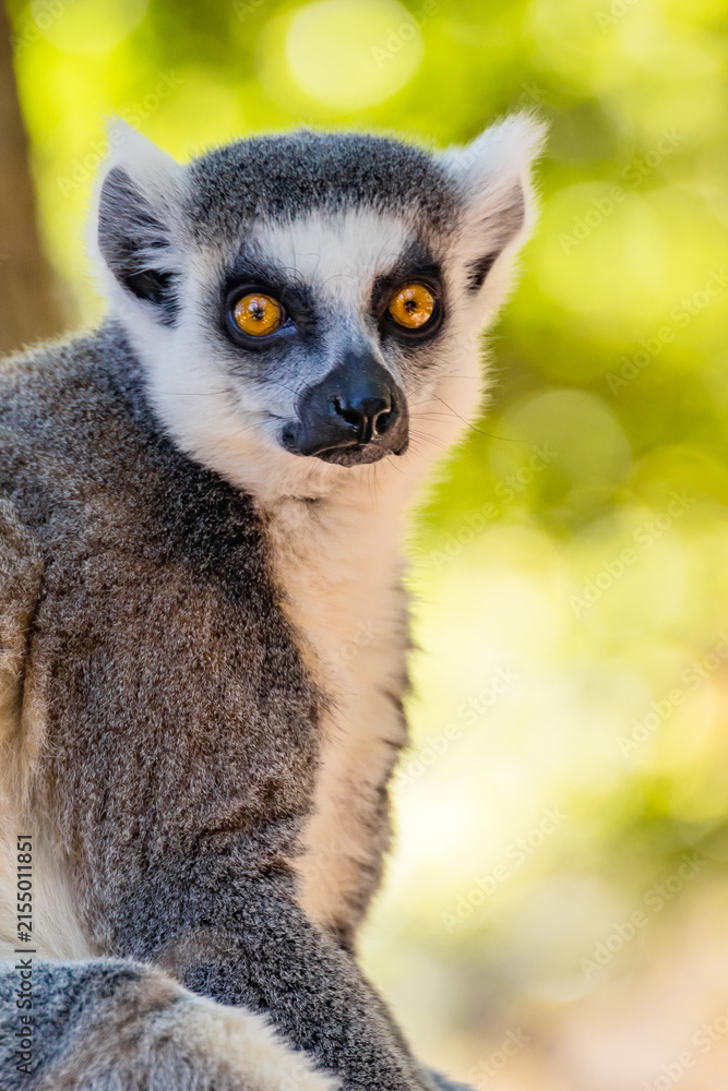 Obraz premium Endangered ring-tailed lemur, Lemur catta, in a leafy natural setting, representing Madagascar wildlife, biodiversity, conservation and environmental education.