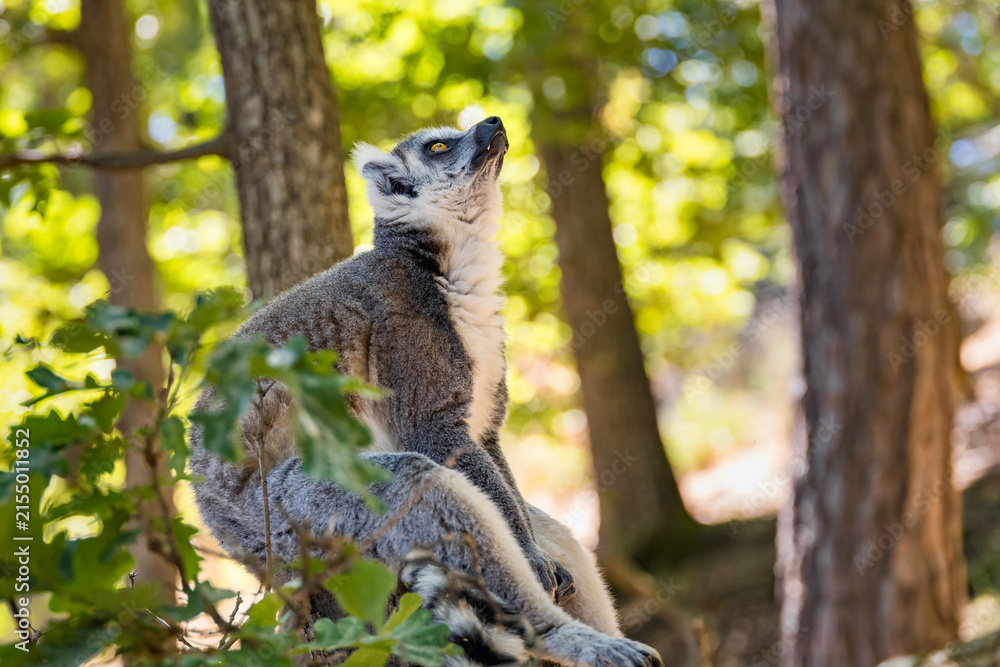 Fototapeta premium Endangered ring-tailed lemur, Lemur catta, in a leafy natural setting, representing Madagascar wildlife, biodiversity, conservation and environmental education.