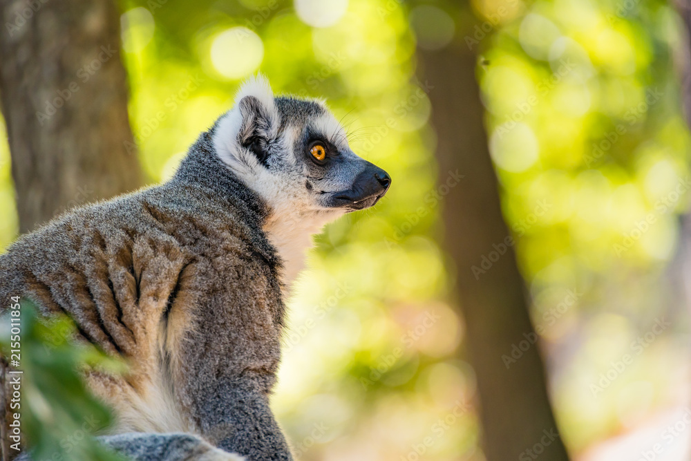 Fototapeta premium Endangered ring-tailed lemur, Lemur catta, in a leafy natural setting, representing Madagascar wildlife, biodiversity, conservation and environmental education.