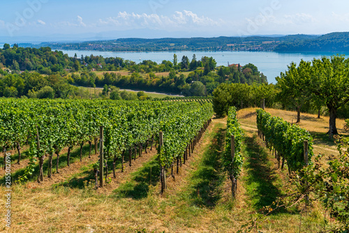 Quadro su tela Weinanbau in Überlingen am Bodensee