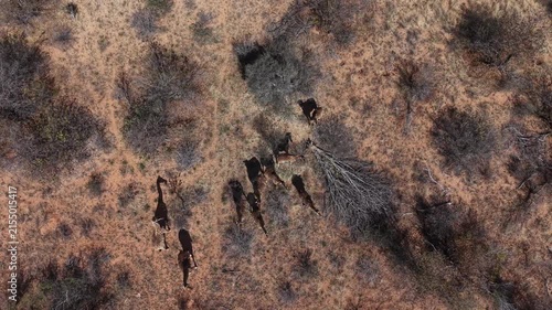 giraffes in the wild