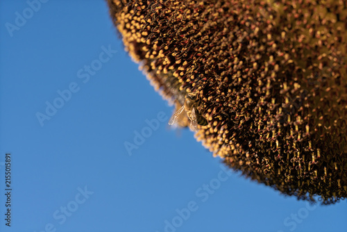honeycomb bee flying in serene blue sky top-down perspective natural and clean background for editorial and educational resources in nature and wildlife photography.